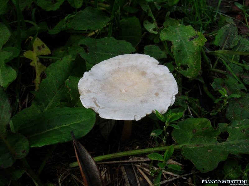 Clitocybe da determinare